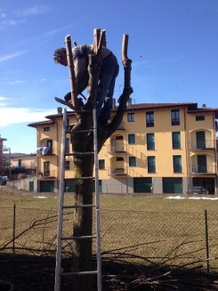 albero